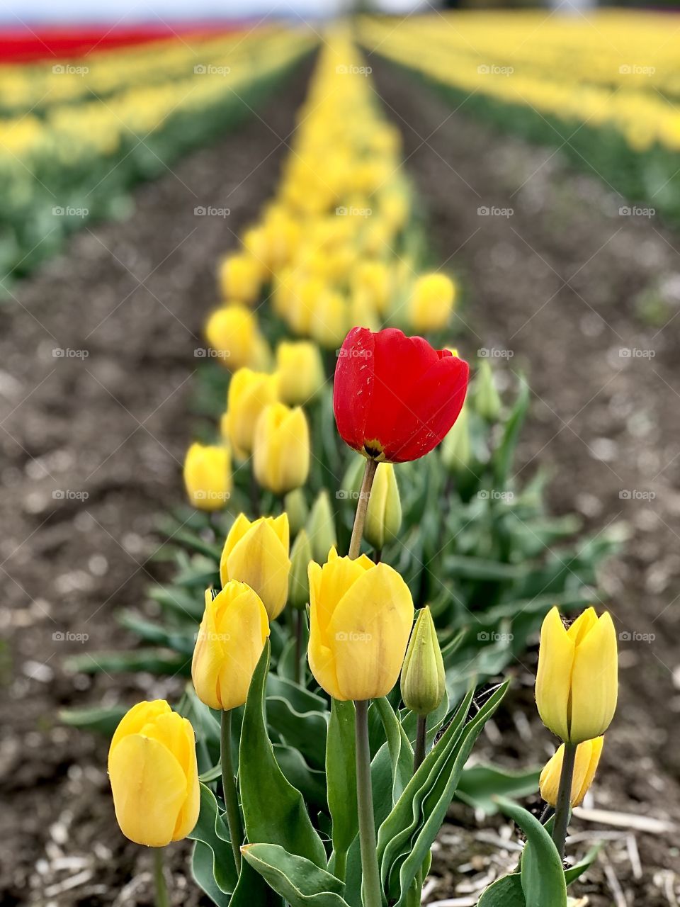 Foap Mission “Colors Of Spring”! One Solitary Red Tulip In A Spring Field Of Yellow Tulips!