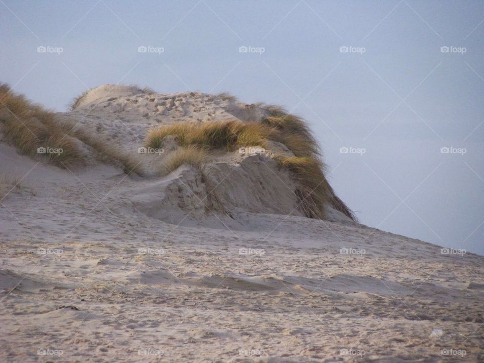 Grass on sand dune at sea