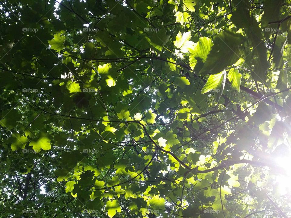 Summer sunlight through leaves