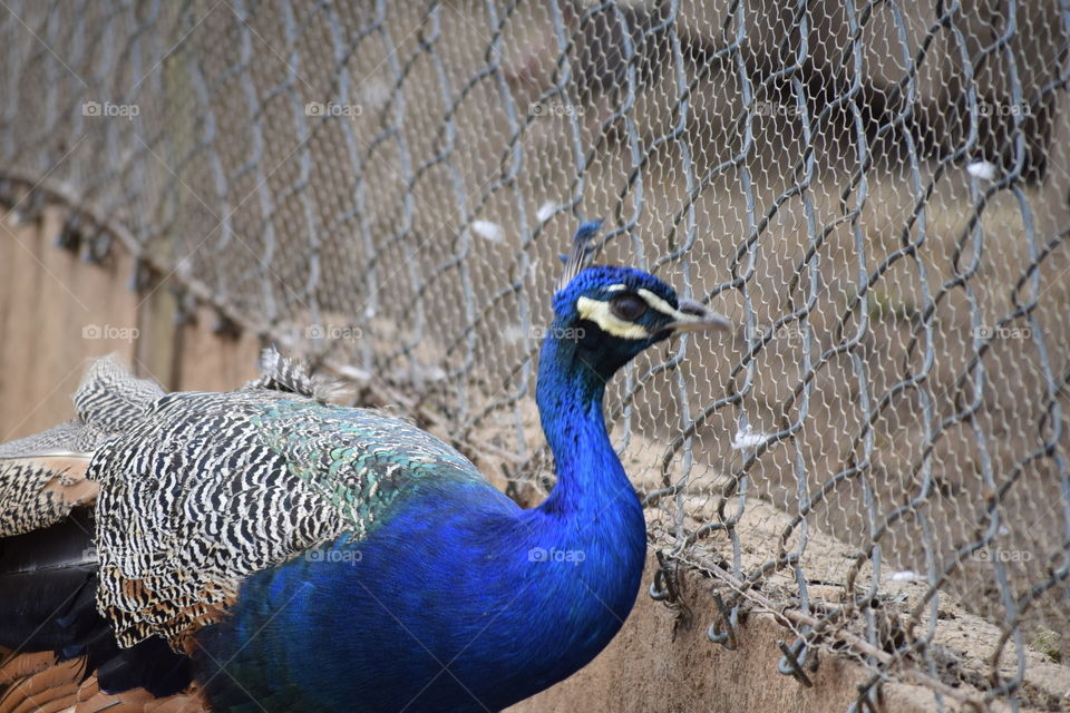 peacock