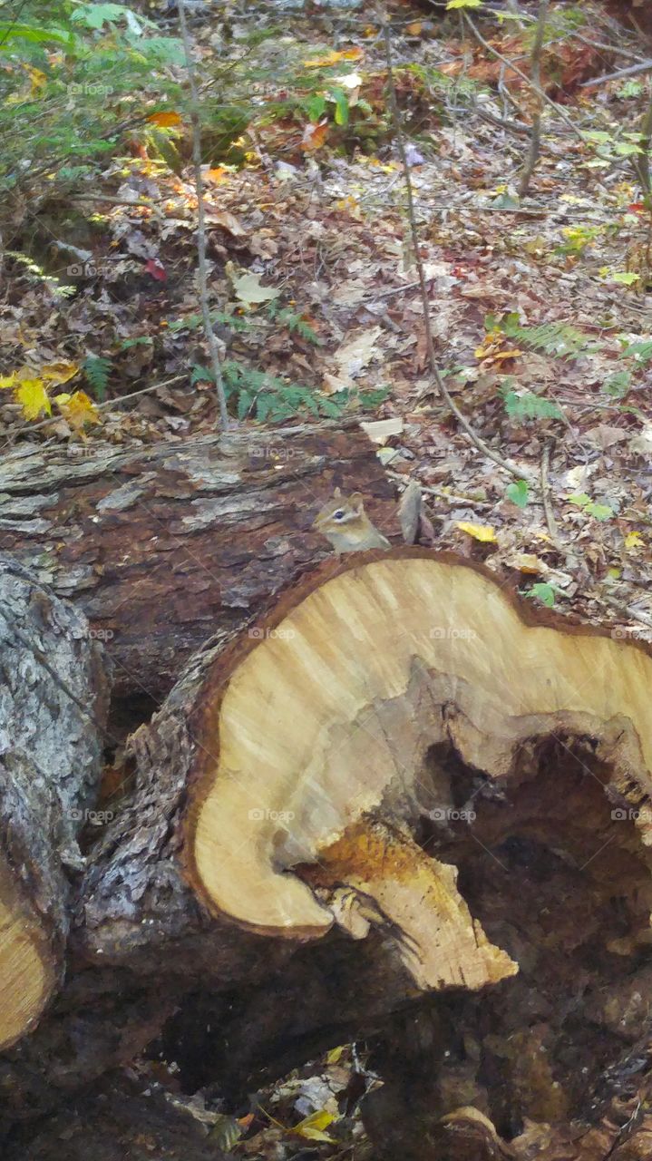 Chipmunk on a log