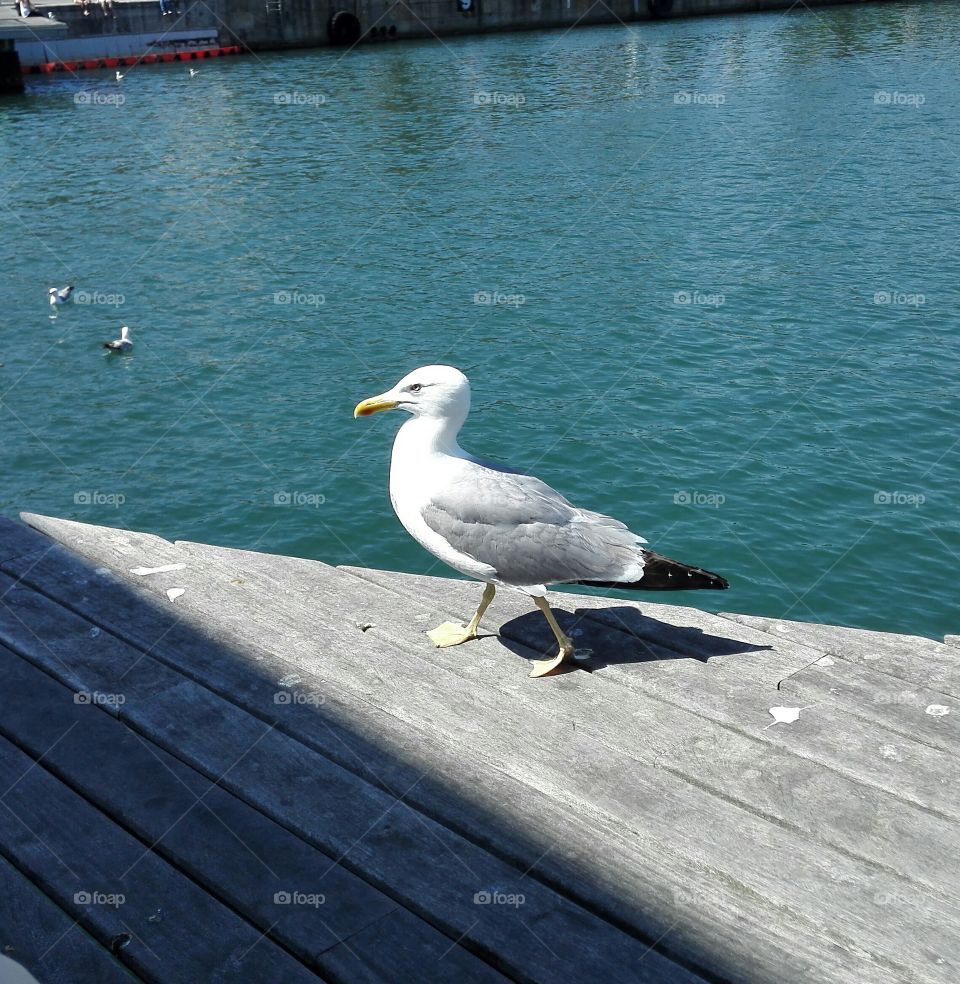 Seagull