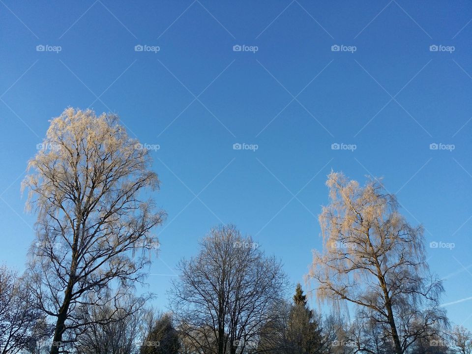 Frosty trees against a blue sky