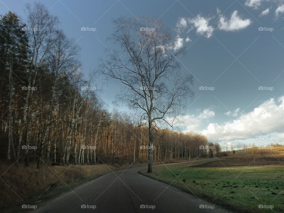 View of road passing through forest