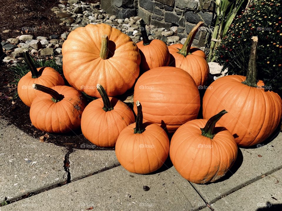 Pumpkins in Vermont 