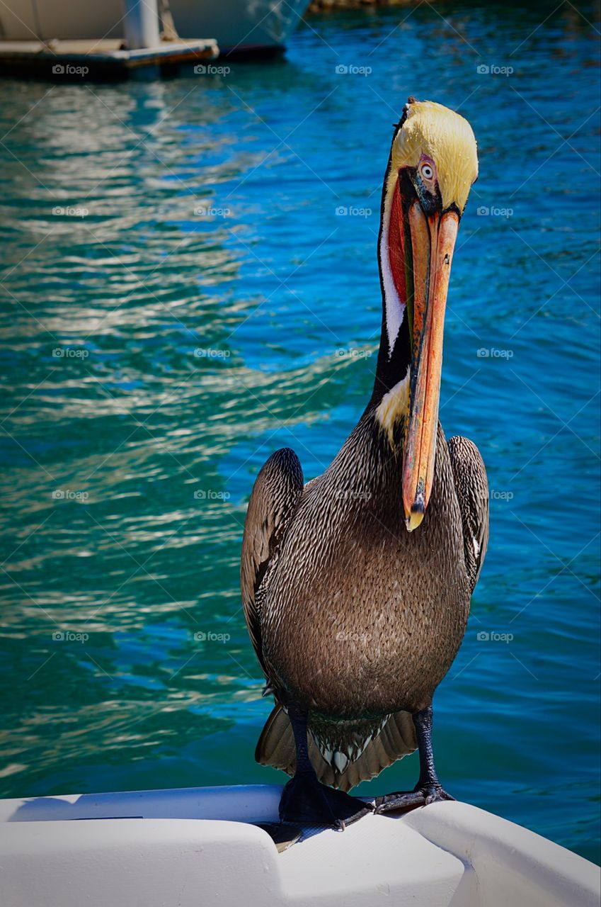 A Brown pelican waiting for fish in Cabo San Lucas. 