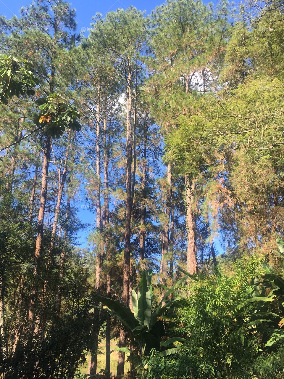 The beautiful trees of the Serra do Japi!  The immensity of nature always brings us peace and tranquility ... / As árvores bonitas da Serra do Japi! A imensidão da natureza sempre nos traz paz e tranquilidade...