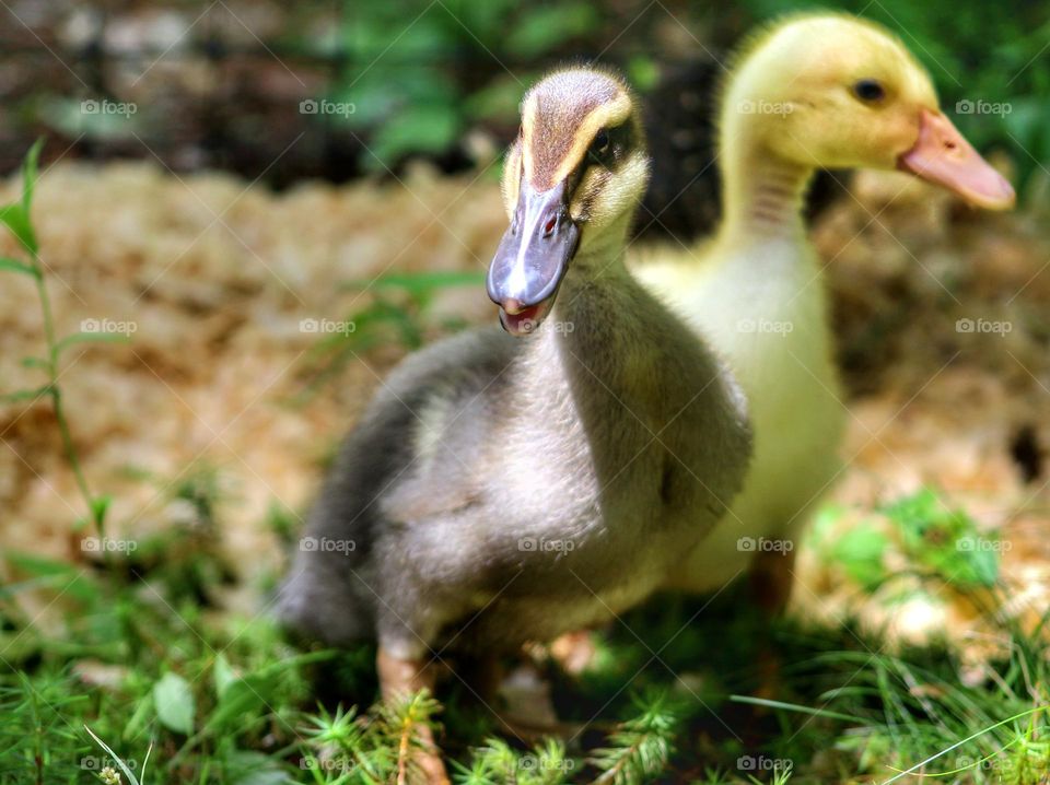 Ducklings exploring the forest