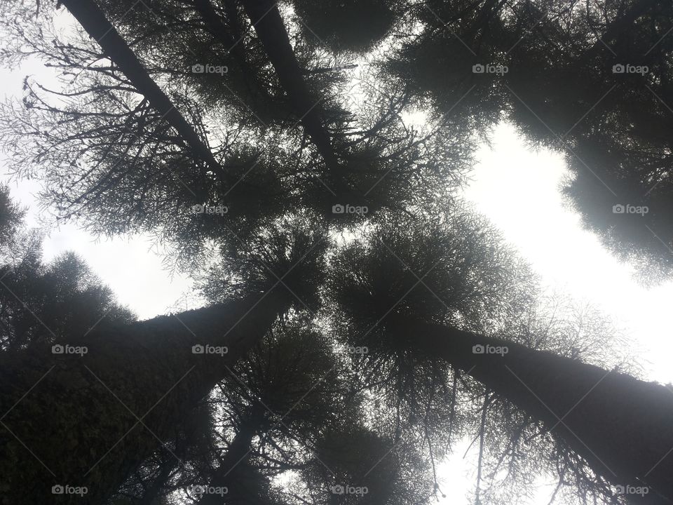 looking up in forest