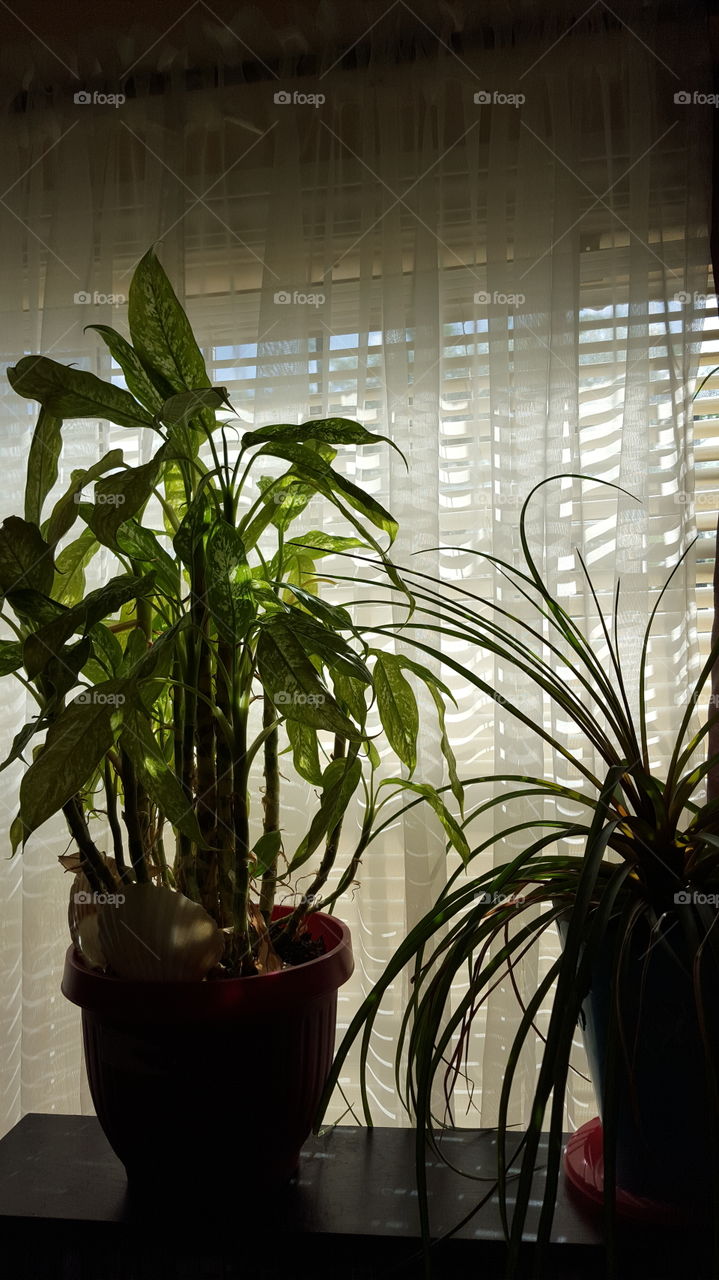 Sunlit Plant