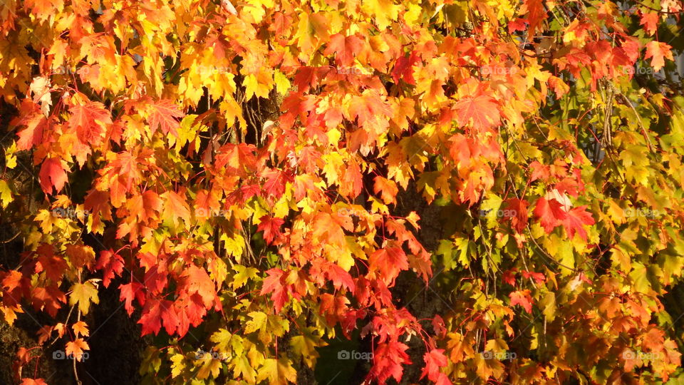 autumn maple leaves