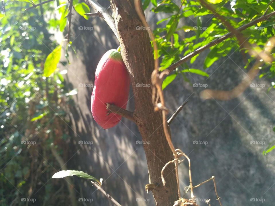 Red fruit