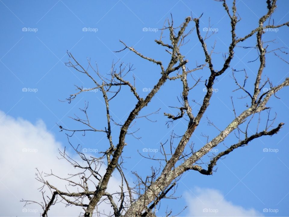 Tree in the sky 