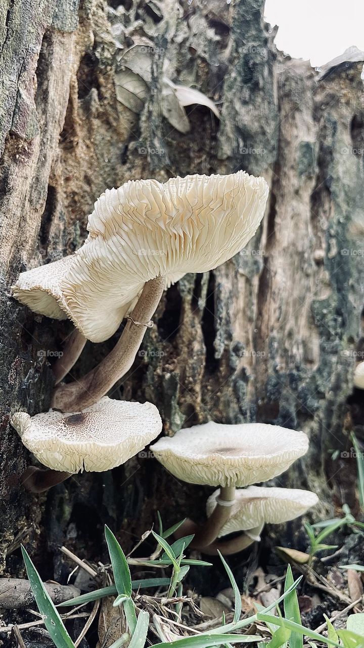 Fungus