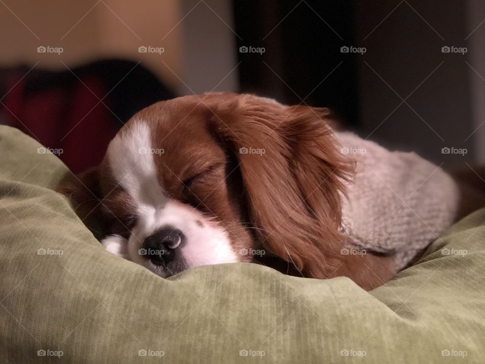 Sleeping brown and white king charles cavalier, wearing a tan sweater, on top of green pillow