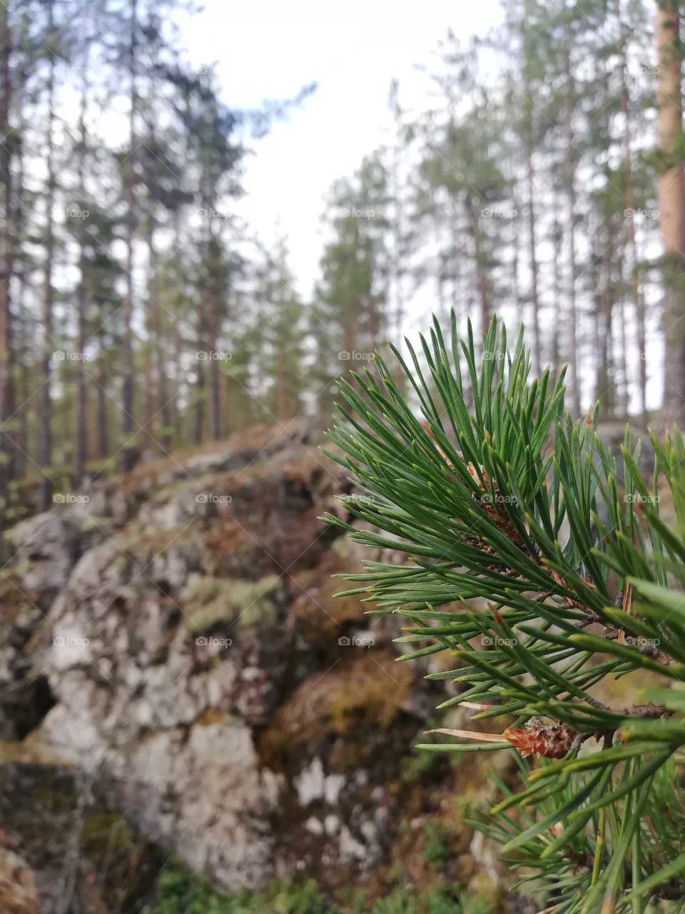 Сосна. Республика Карелия, Россия