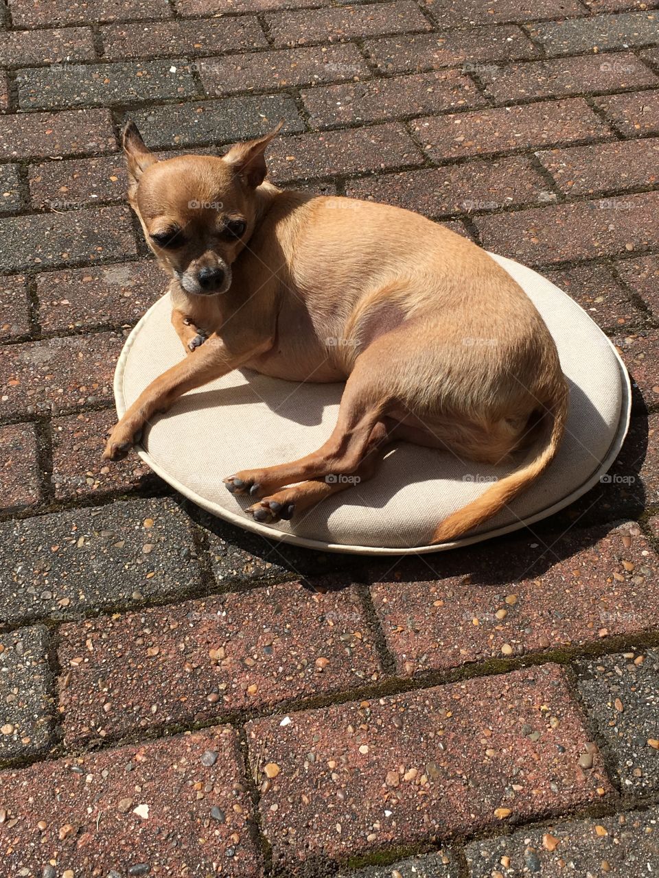 Chihuahua relaxing in the sun 