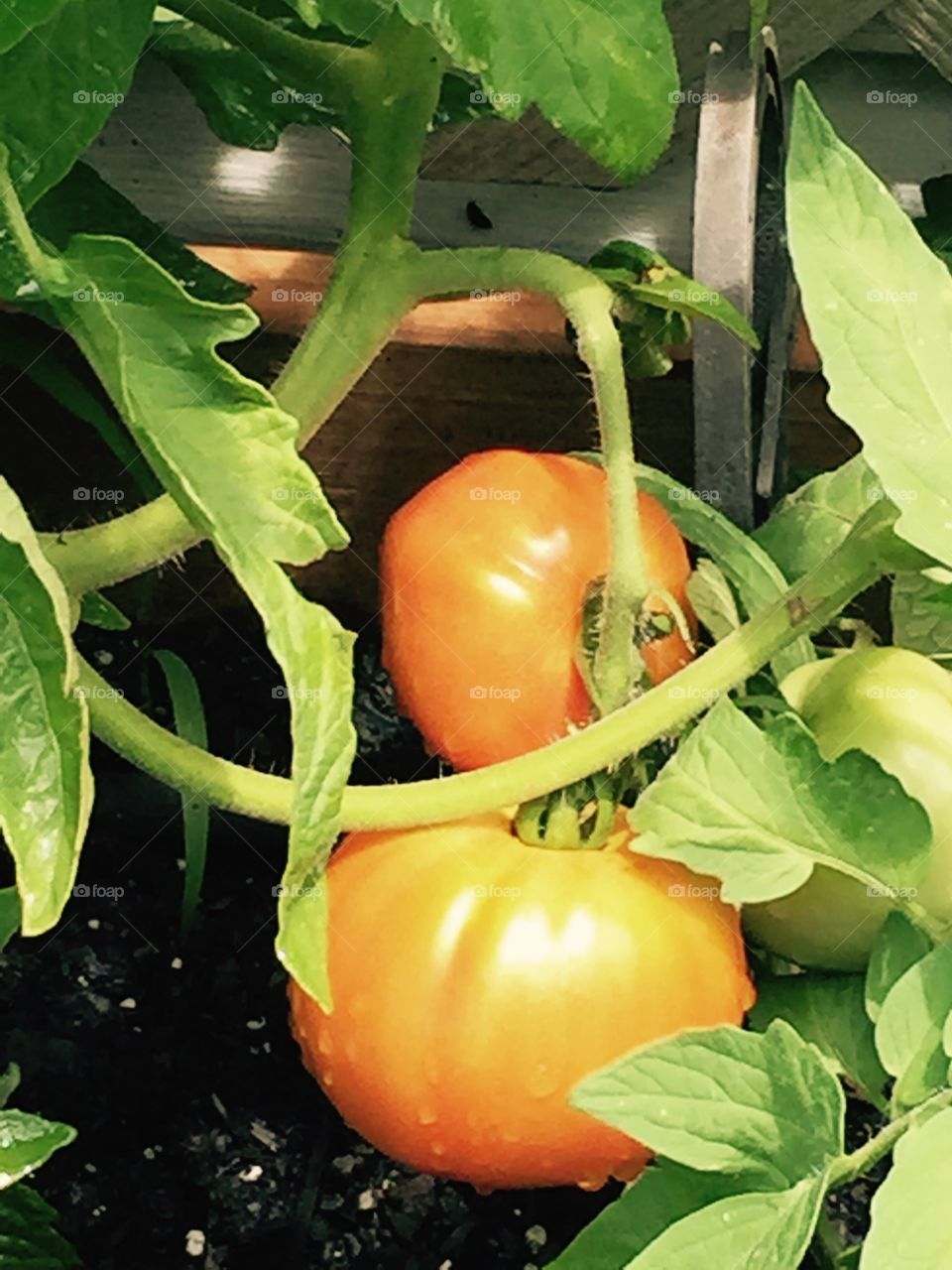 Orangey red tomato growing on a green vine in the garden. 