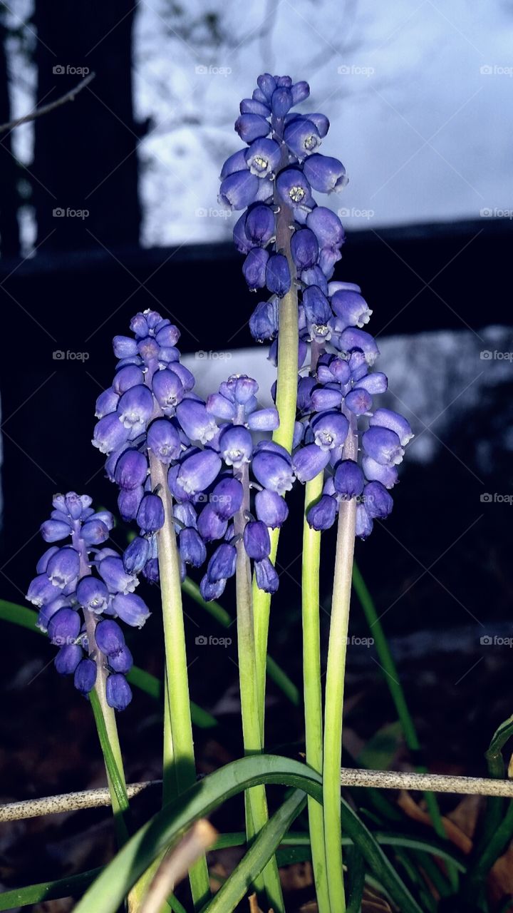 Blue Grape Hyacinth or Muscari Spring Flowers