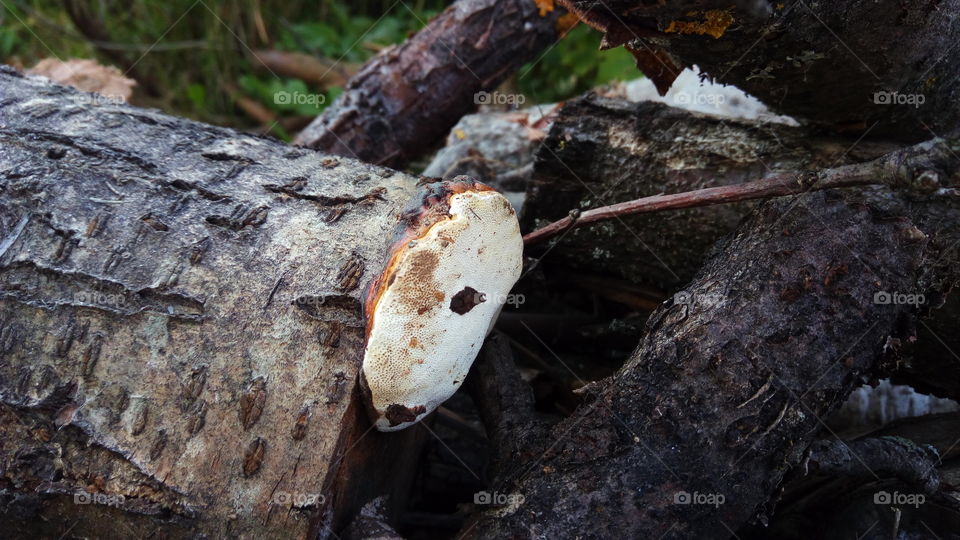 white fungus on old dead forest tree