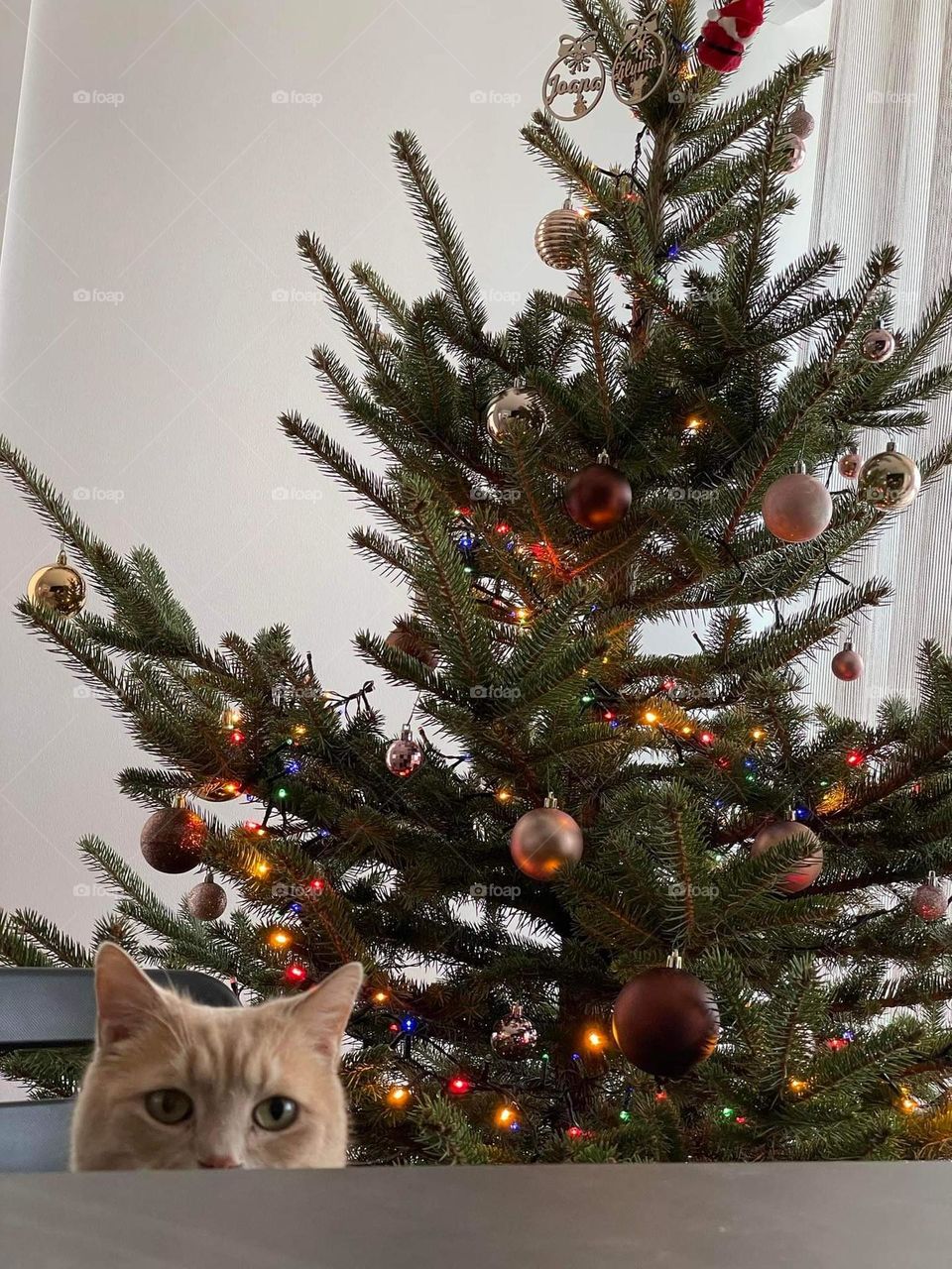 gato.navidad