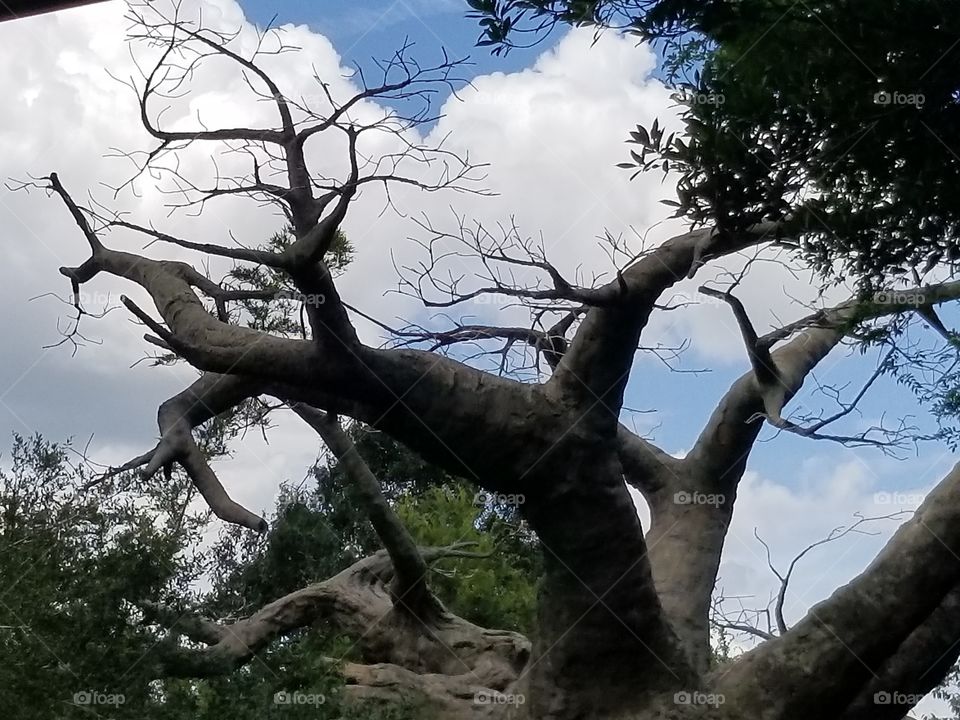 Tree, Wood, No Person, Branch, Nature