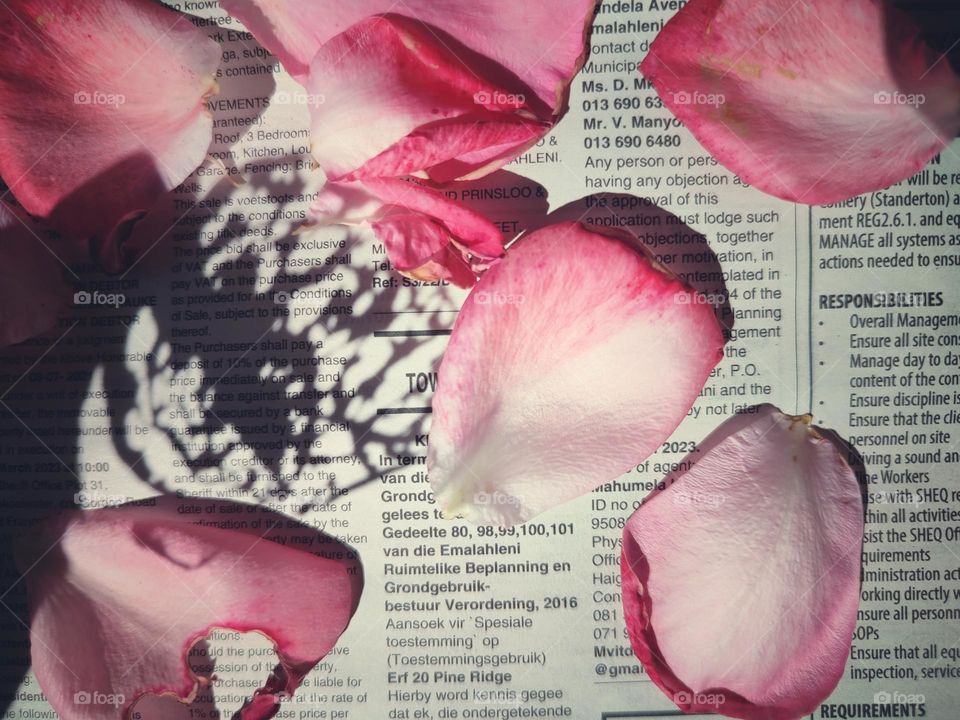 Rose petals on a newspaper with leaf shadow