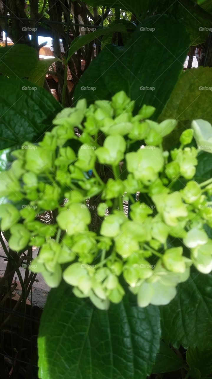 Leaf, Nature, Flora, Growth, Garden