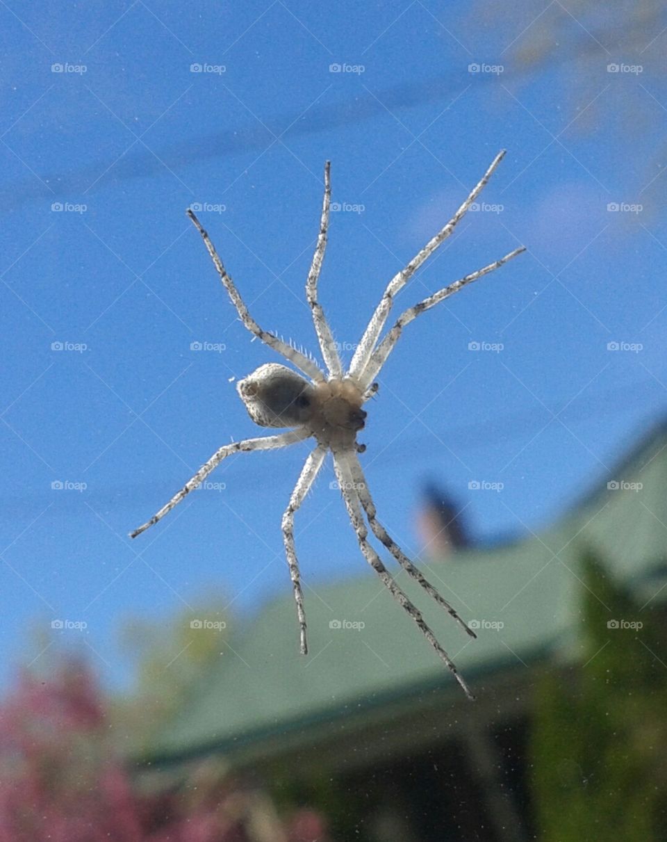 Floating Spider