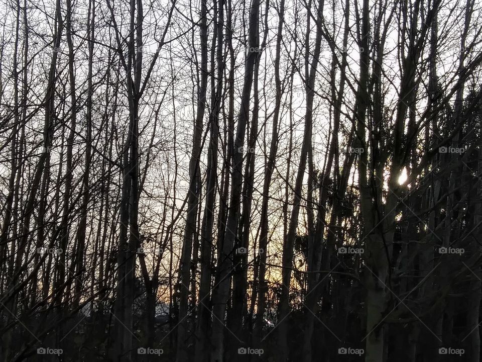 dawn through trees