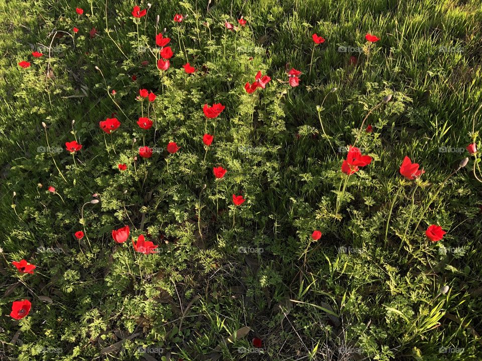 Red flowers 🌺