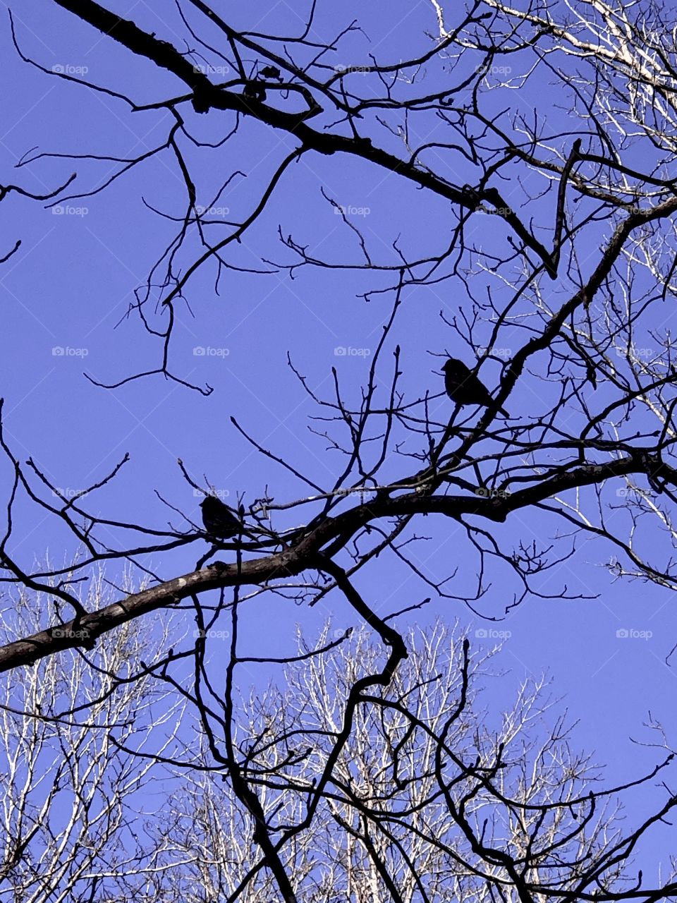 Bare tree branches and birds