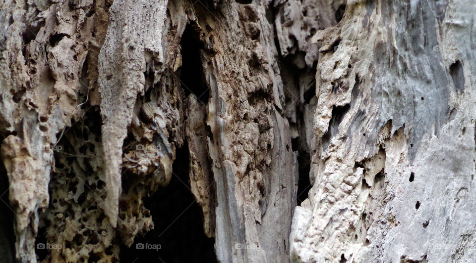 Closeup of weathered tree trunk.