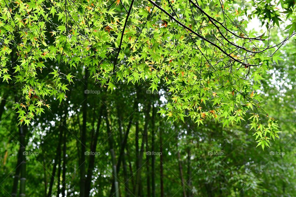 Lush green bamboo forest