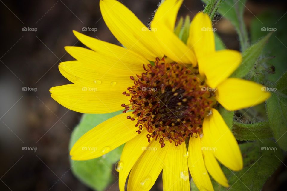 Newly blossomed sunflower closeup