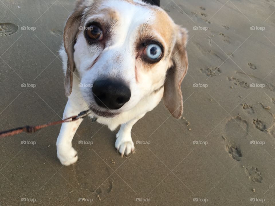 Beagle on the beach.