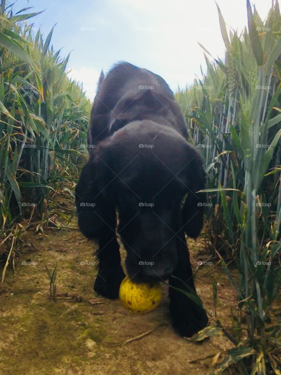 Flatcoat retriever drops her ball among the wheat 