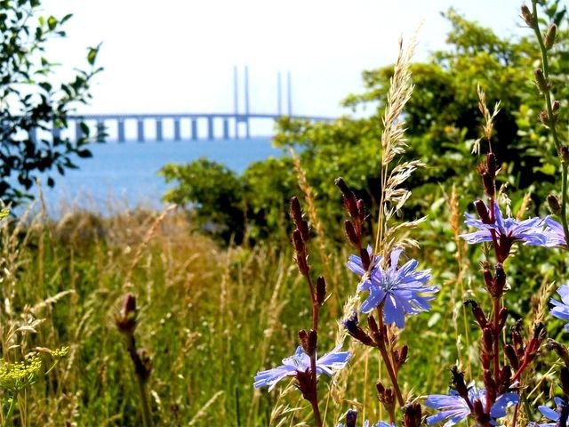 Summer on both sides of the bridge