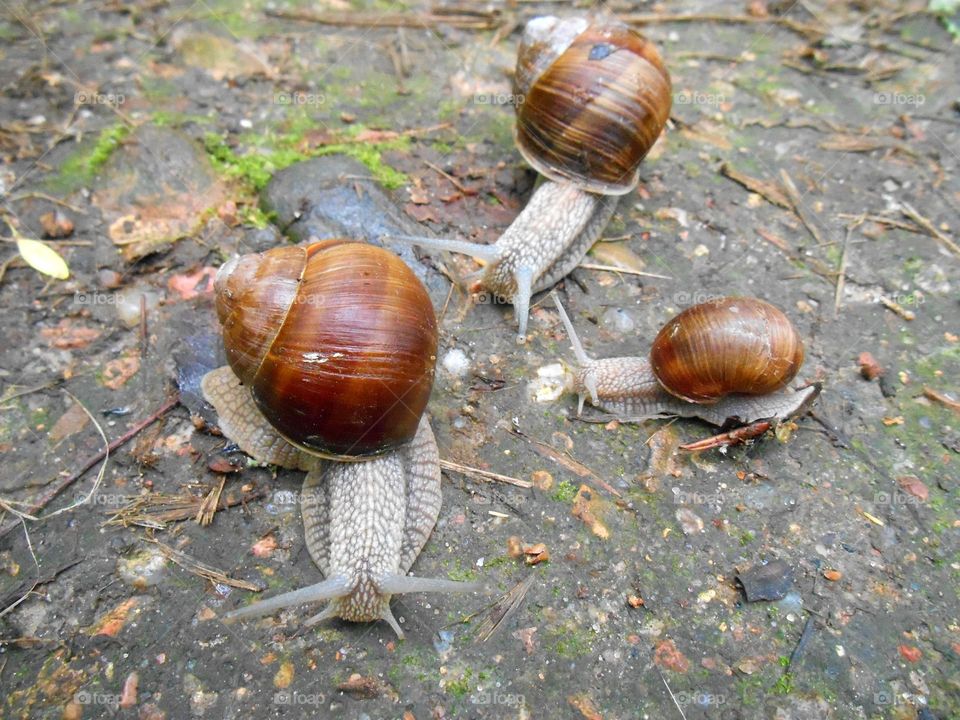 snails beautiful portraits view from the ground