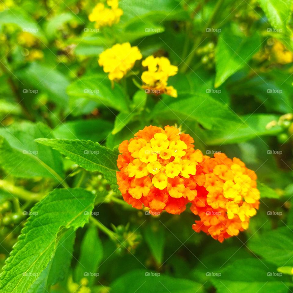 beautiful and Multicolor flowers