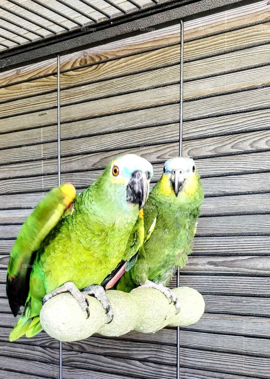 Pair of parrots