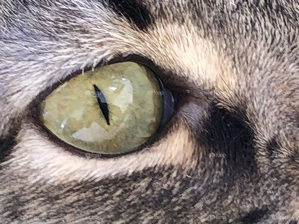 animal eye