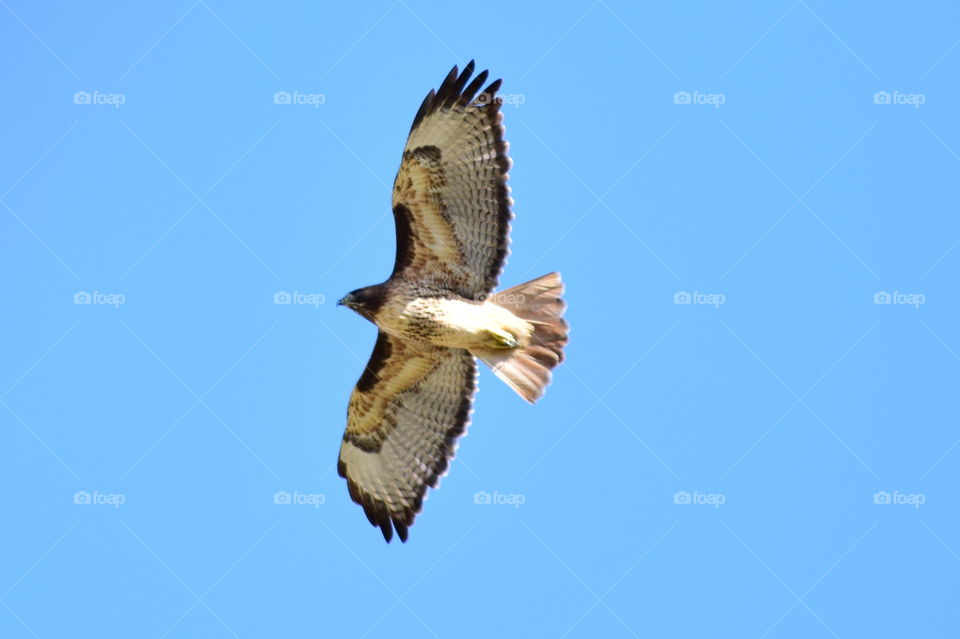 Osprey flying
