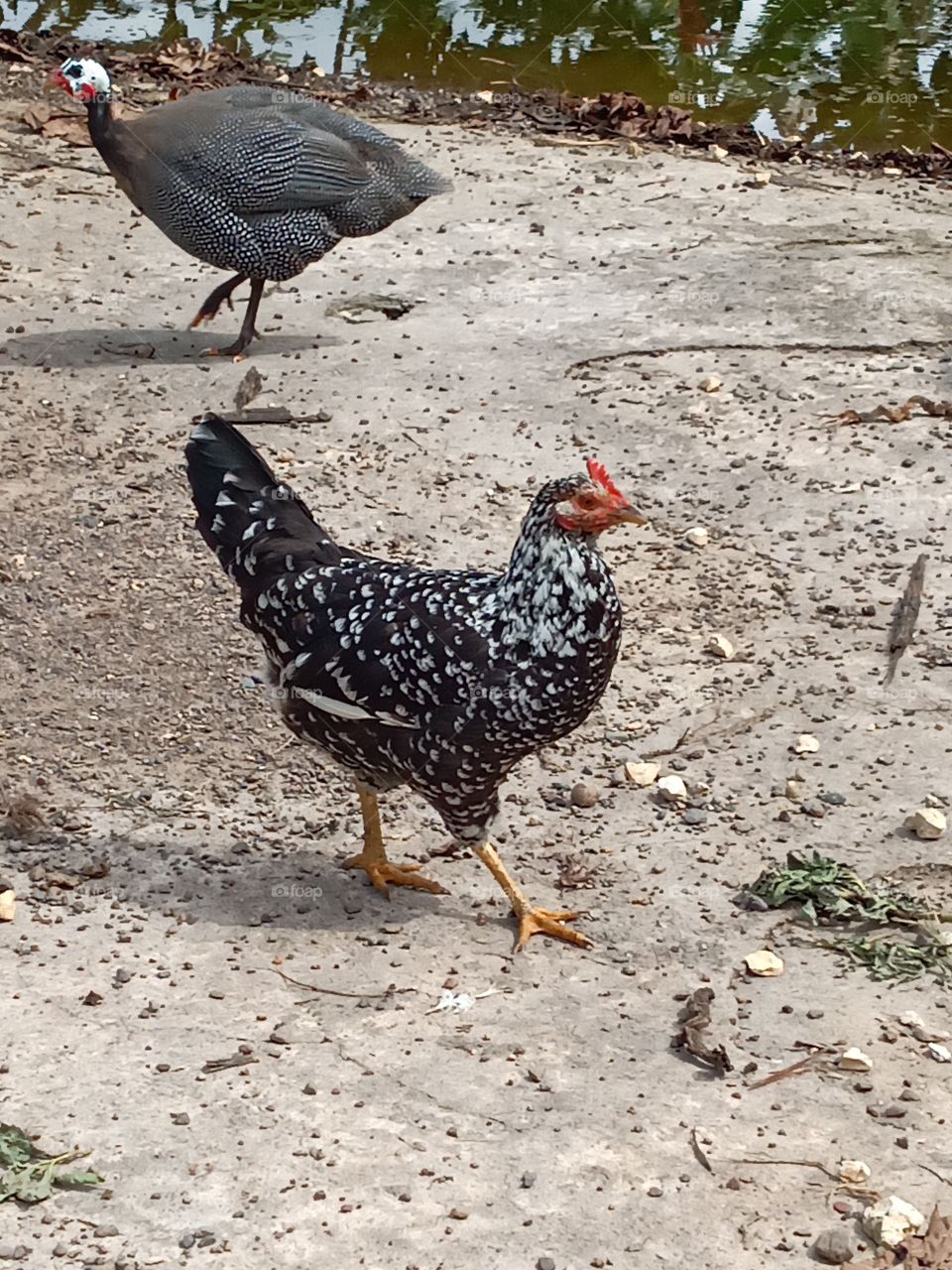 black and white chick