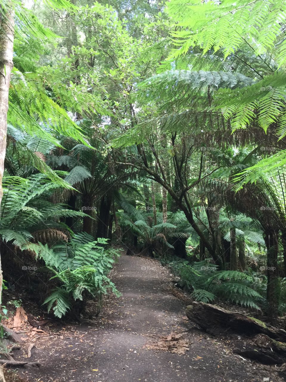 The path through the tropical forest