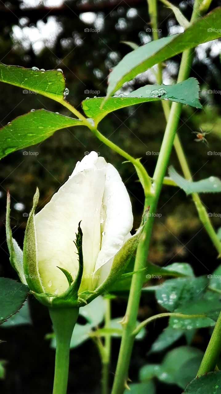 In the garden, after rain..
