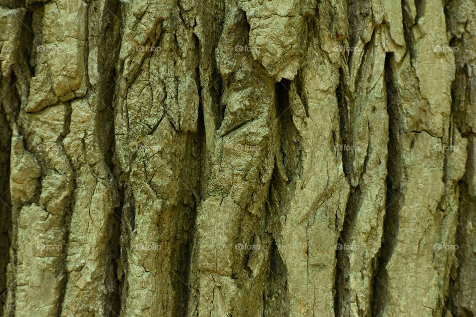 Tree trunk bark texture abstract 