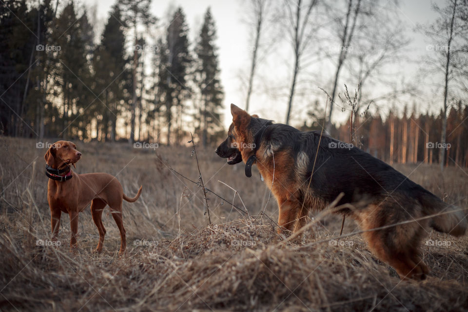 German shepherd young male dog playing with Hungarian vizsla dog outdoor at a spring evening