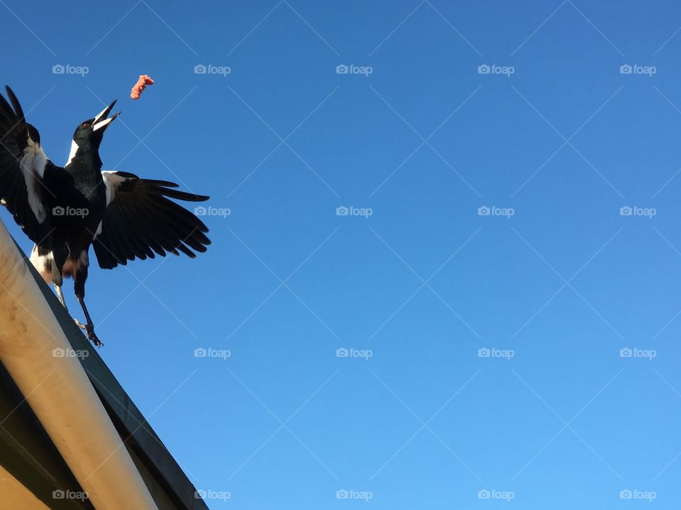 Murray magpie on roof catching food motion 