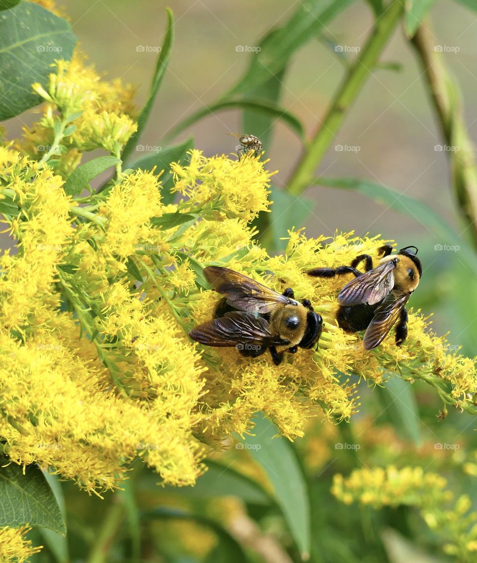 
Two bee sharing pollen - Forsythia on a beautiful, bright yellow flowering bushes that bloom from early spring to late summer and is in the family of Oleaceae